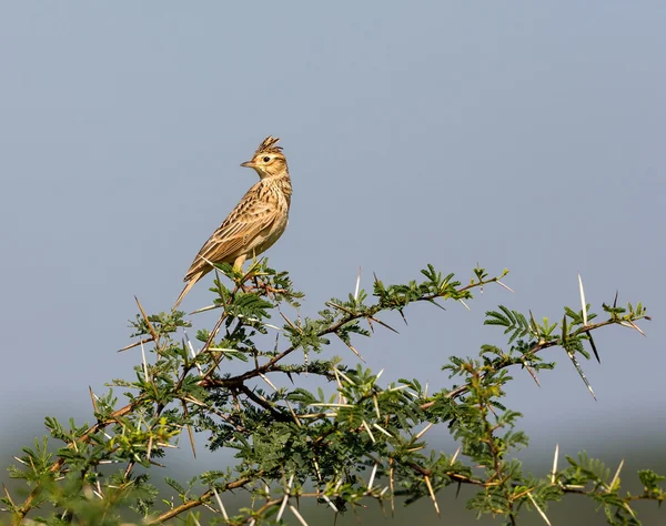 La alondra de Malabar es común en el campo indio . — Foto de Stock