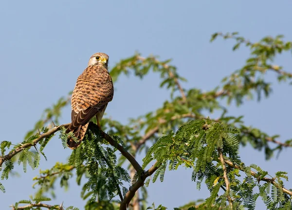 Ortak Kestral Hindistan geçen göç. — Stok fotoğraf