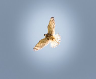 Ortak Kestral Hindistan geçen göç.