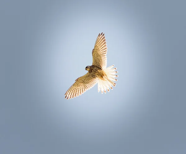 インドを通る移行に関する一般的な鳥. — ストック写真