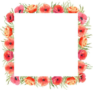 Haşhaş çiçekli suluboya kare çerçeve. Beyaz arka planda elle boyanmış resimler. Kırmızı ve yeşil renkler. Tebrik kartları, düğün davetiyesi, blog dekorasyonu için harika..