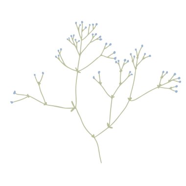 İnce açan bir dal. El çizimi vektör çizimi beyaza izole edildi. Yaban çiçeği ya da çayır bitkisi.