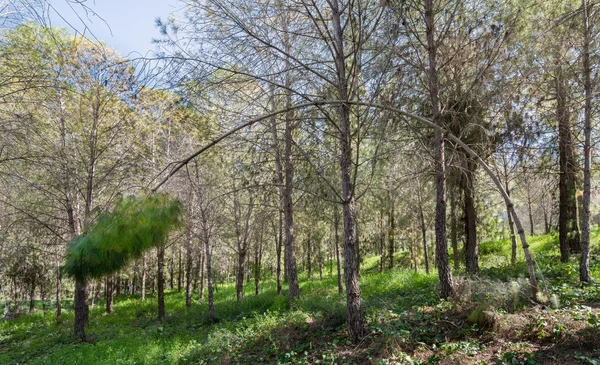 以色列松树林 — 图库照片