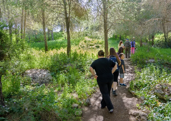 stock image Families hiking in an Israeli pine firest