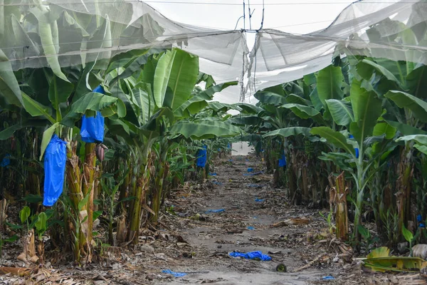 Plantação Bananas Israel — Fotografia de Stock