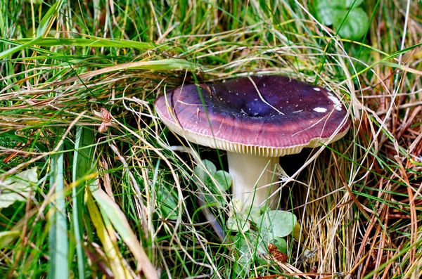 Purple poisonous mushroom in Vall de Nuria — Stock Photo, Image