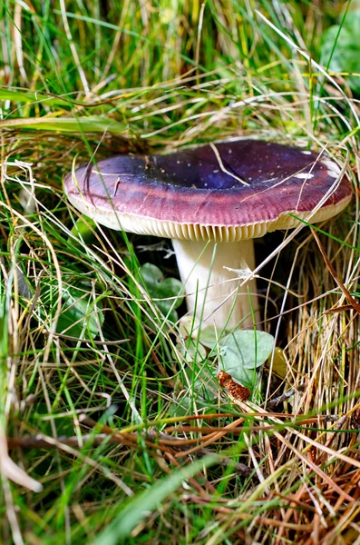 Purple poisonous mushroom in Vall de Nuria — Stock Photo, Image