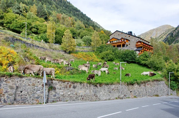 Tipikus sötét tégla ház Andorra legelésző tehenek — Stock Fotó