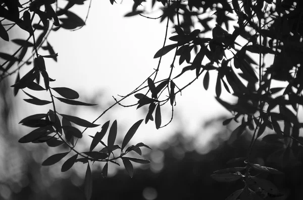 Latar belakang daun zaitun dalam warna hitam dan putih — Stok Foto