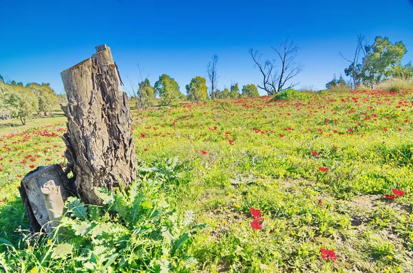 Tronco de árbol en un campo de flores silvestres de Anémona (molino) en Is — Foto de Stock