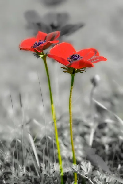 Schöne wilde Anemone (Windblume) für den Valentinstag - isolat — Stockfoto