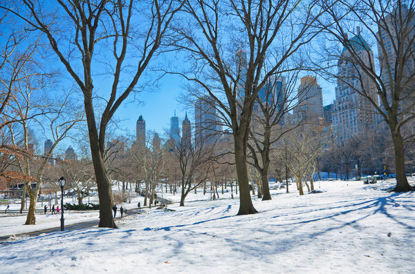 Naked trees in Central Park, New York City after a winter storm with the city's buildings in the background and the sun shining through the trees
