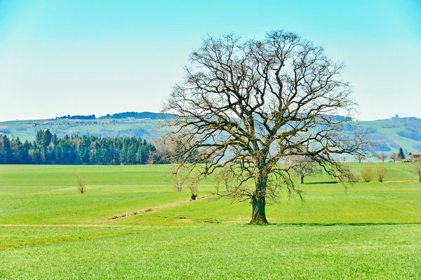 Het Zwitserse platteland — Stockfoto