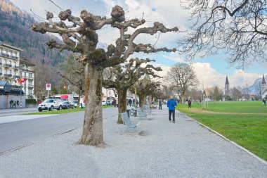 Sprouting PlaneTree in Interlaken, Switzerland