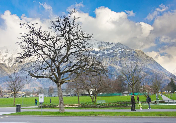 Strom a hory v Interlaken, Švýcarsko — Stock fotografie