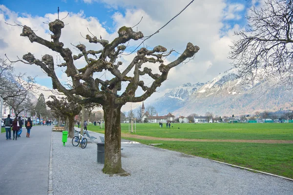 Sprouting PlaneTree in Interlaken, Switzerland — Stock Photo, Image