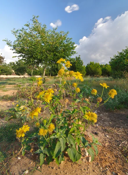 Желтые хризантемы дикие цветы в Израиле — стоковое фото