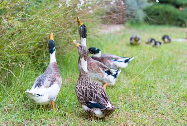 Ducks in the Israeli Galilee — Stock Photo, Image