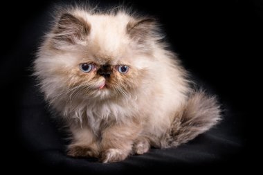 Genç Blue Point Himalaya Farsça kedi yavrusu