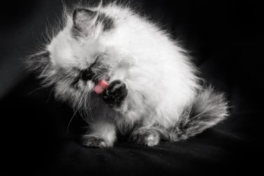 Genç Blue Point Himalaya Farsça kedi yavrusu