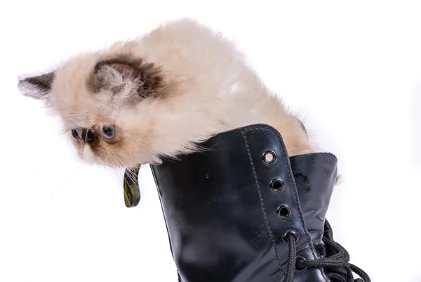 穿靴子的猫-喜马拉雅可以在靴子 — 图库照片