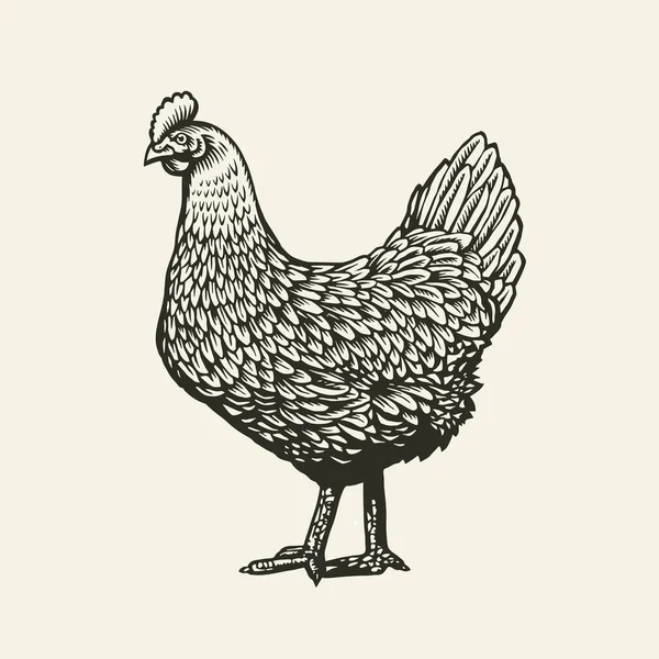 Pollo o gallina dibujada en estilo vintage grabado o grabado. Aves de corral de granja aisladas sobre fondo blanco. Ilustración vectorial en colores monocromáticos para póster, menú de restaurante, sitio web, logotipo. — Archivo Imágenes Vectoriales