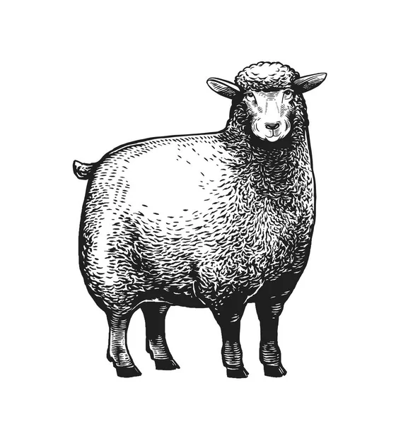 Cartoon Stylezed vector illustration of the Sheep in graphic style on the white background. — Stock Vector