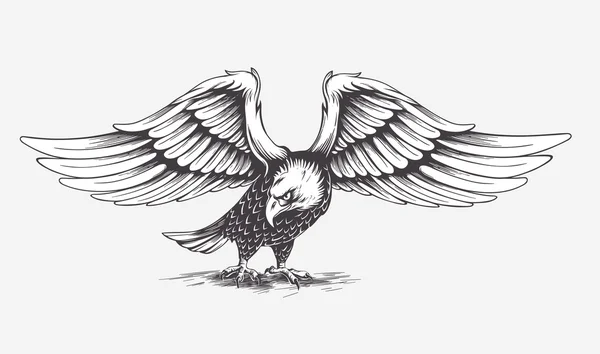 Águila dibujada a mano detallada. Vector . — Archivo Imágenes Vectoriales