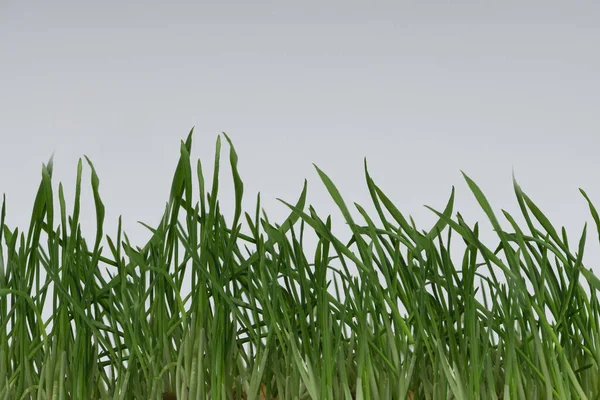 Yeşil çimenler yakın plan, beyaz arka planda izole edilmiş. Seçici odaklanma, kırpma — Stok fotoğraf