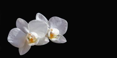 Siyah izole edilmiş arka planda iki güzel beyaz orkide çiçeği. Yakın plan, kopyalama alanı, afiş.