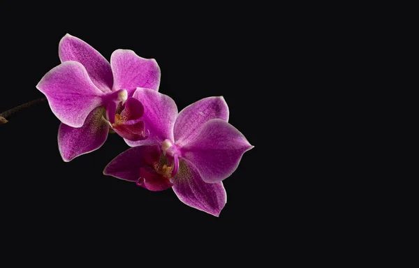 Two purple orchid flowers on a black isolated background. Selective focus, a place to copy — Stock Photo, Image