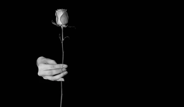 A woman\'s hand holds a rose by the stem on a black isolated background. Photo in a low key. Close-up, banner, copy space.