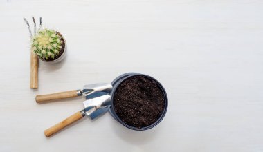 Ev bitkisinin, kaktüsün, toprak çanağının ve bahçe aletlerinin üst görüntüsü. Beyaz yalıtılmış ahşap arka plan, kopyalama alanı. Ev bitkileriyle ilgilenme, organ nakli....