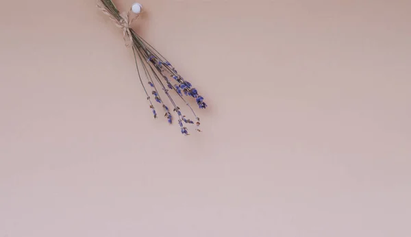 Purple bouquet of flowers, lavender, pinned to the pink wall with pin. Banner, copy space. Minimal concept.