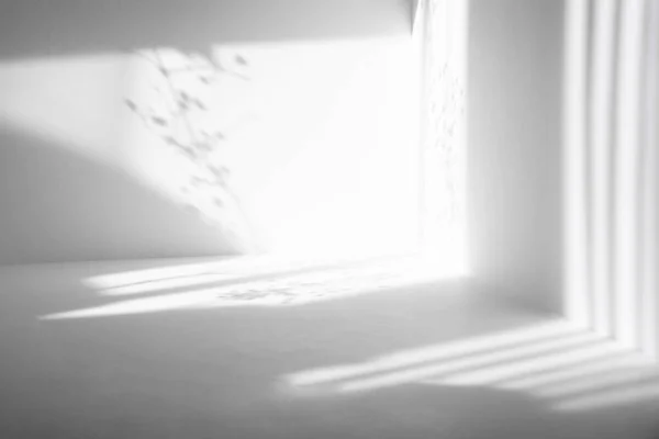 Серые Тени Ветвей Цветов Различных Полос Белой Стене Абстрактный Нейтральный — стоковое фото