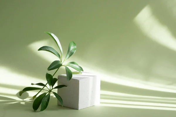 Geometrik şekilli soyut asgari sahne. Açık yeşil duvarların arka planında yeşil palmiye dalları olan beyaz renkli kare bir podyum. Güneş ışığının yumuşak gölgeleri. 3d oluşturma.