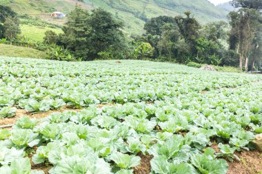 lahana alan, Phu tabberk, Petchabun, Tayland