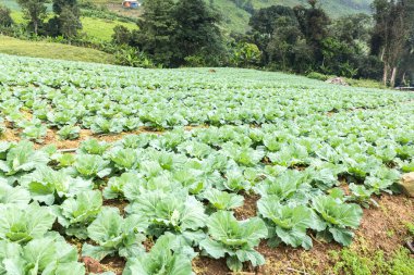 lahana alan, Phu tabberk, Petchabun, Tayland