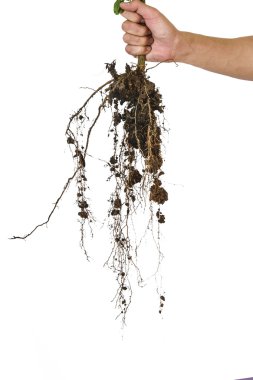 Ağaç kesme, kök sistemi ile el ele tutuşan ağaç kesme yolu ile izole edilmiş.