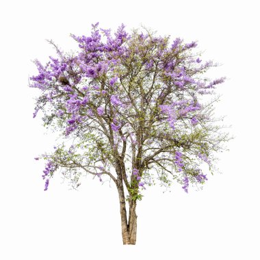 Mor çiçekli ağaçlar kırpma yolu ile izole edilir