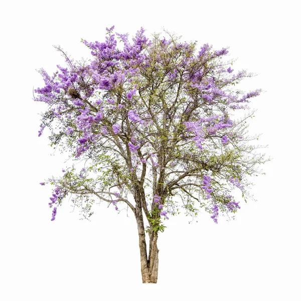 Purple Flowering Trees Isolate Clipping Path — Stock Photo, Image