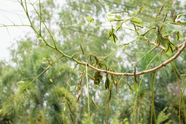 Tırtıllar yaprakları erken yerler.
