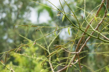 Tırtıllar yemek yaprakları erken ve pupa 