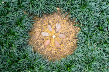 Kaldırımlar dekoratif taşlarla çevrili yeşil çim (Mini Mondo çim, yılan sakal)