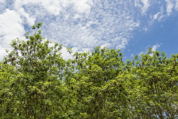 Mavi Gökyüzü Üzerinde Yeşil Ağaç Tepesi Yazın Arka Planda Bulutlar — Stok fotoğraf