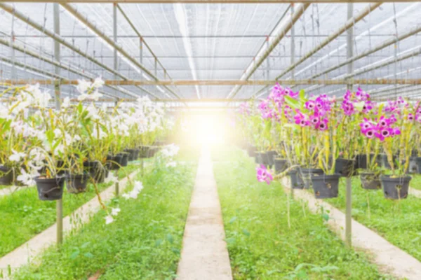 Fazenda Orquídeas Borrada Para Projeto Fundo Agrícola — Fotografia de Stock