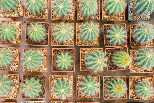 Kleine Cactus Planten Kwekerijen Boerderij Geselecteerde Focus — Stockfoto