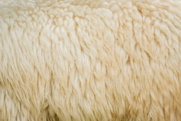 Close up of sheep wool  background