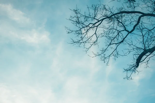 Droge bomen tegen de blauwe lucht — Stockfoto