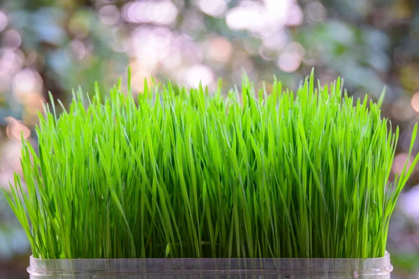 Frische grüne Weizen-Sämlinge auf weißem Hintergrund — Stockfoto